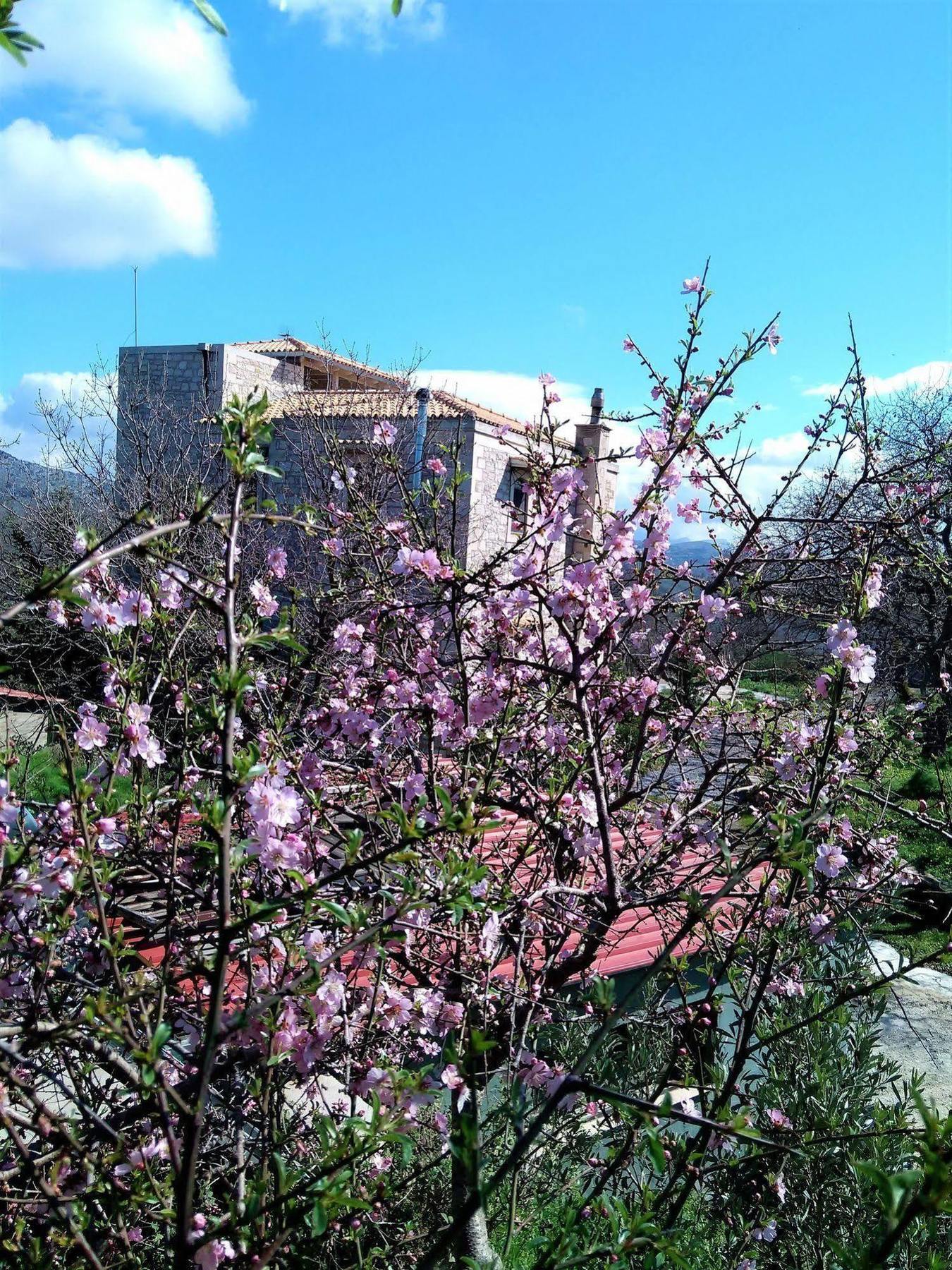 Villa Ermis - The Cretan Castello Kástellos Exterior foto